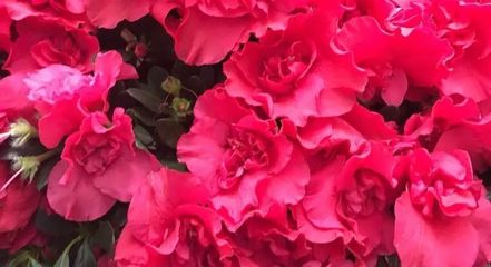 陽春三月藝術(shù)盛宴 世紀(jì)傳承2018年3月25日藝術(shù)品拍賣會暨文化節(jié)征集中